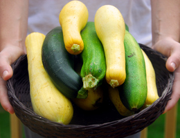 Hands hold a basket of zucchini and yellow squash.