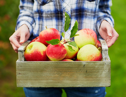 Hands holding a crate of freshly picked apples