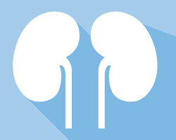 Illustration of kidneys appearing on a blue background